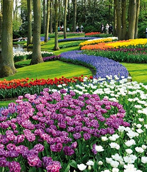 Keukenhof en Hollande