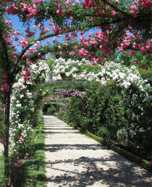 Entre Roseraie et Orchidées