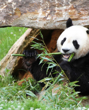ZooParc de Beauval et Val de Loire